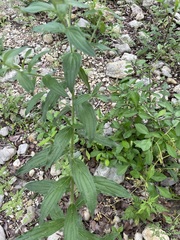 Lithospermum bejariense