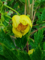 Paeonia delavayi