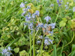 Hyacinthoides