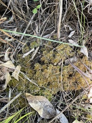 Sphagnum perichaetiale