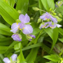 Tradescantia ernestiana