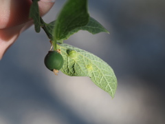Celticecis pubescens