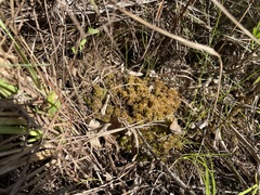 Sphagnum perichaetiale