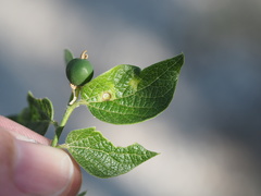 Celticecis pubescens