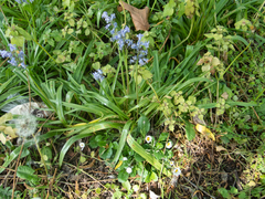 Hyacinthoides