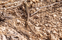 Aspidoscelis uniparens