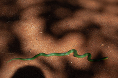 Erythrolamprus typhlus