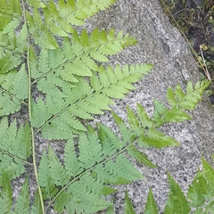 Dennstaedtia globulifera