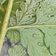 Dennstaedtia globulifera