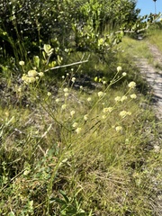 Polygala longicaulis