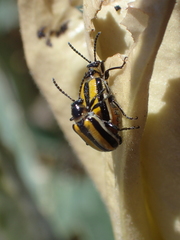 Lema daturaphila