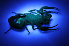 Tityus metuendus