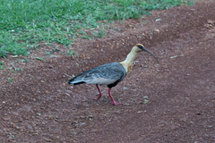 Theristicus caudatus