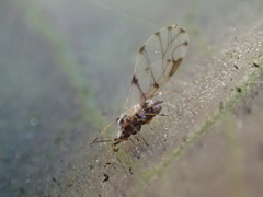 Eucarazzia elegans