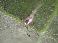 Eucarazzia elegans