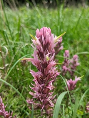 Castilleja purpurea