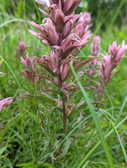 Castilleja purpurea
