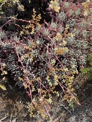 Dudleya virens hassei