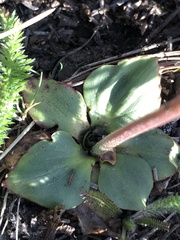 Micranthes rhomboidea