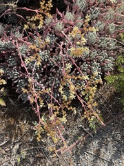 Dudleya virens hassei