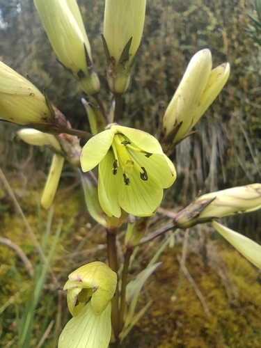 Gentianella longibarbata