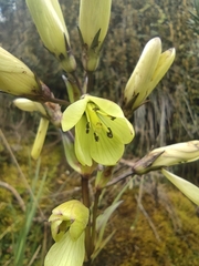 Gentianella longibarbata
