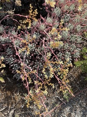 Dudleya virens hassei