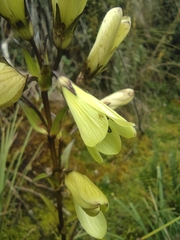 Gentianella longibarbata
