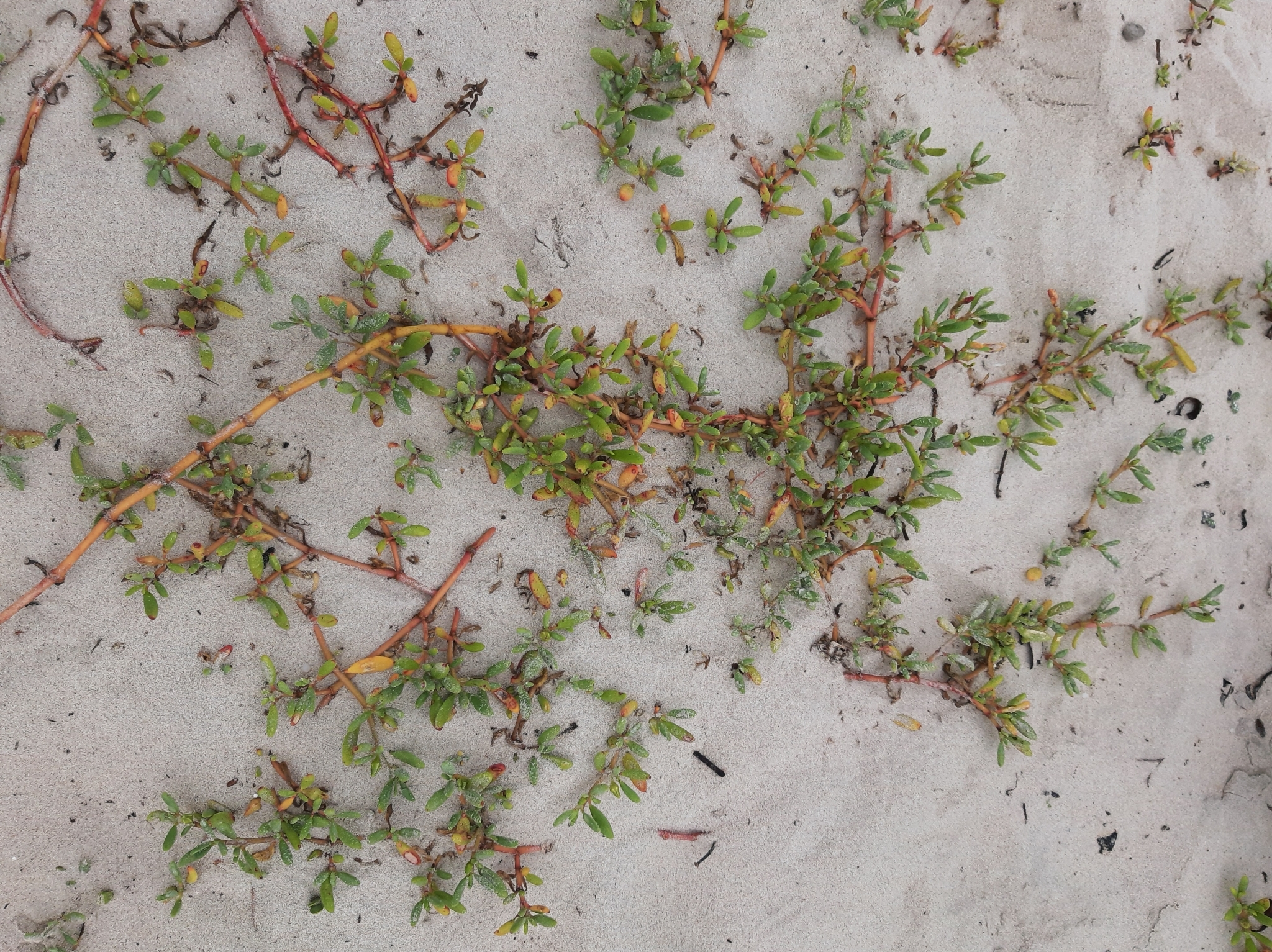 Sesuvium portulacastrum image