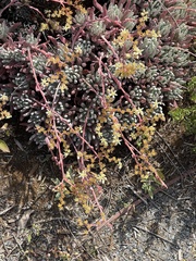 Dudleya virens hassei