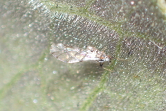 Eucarazzia elegans