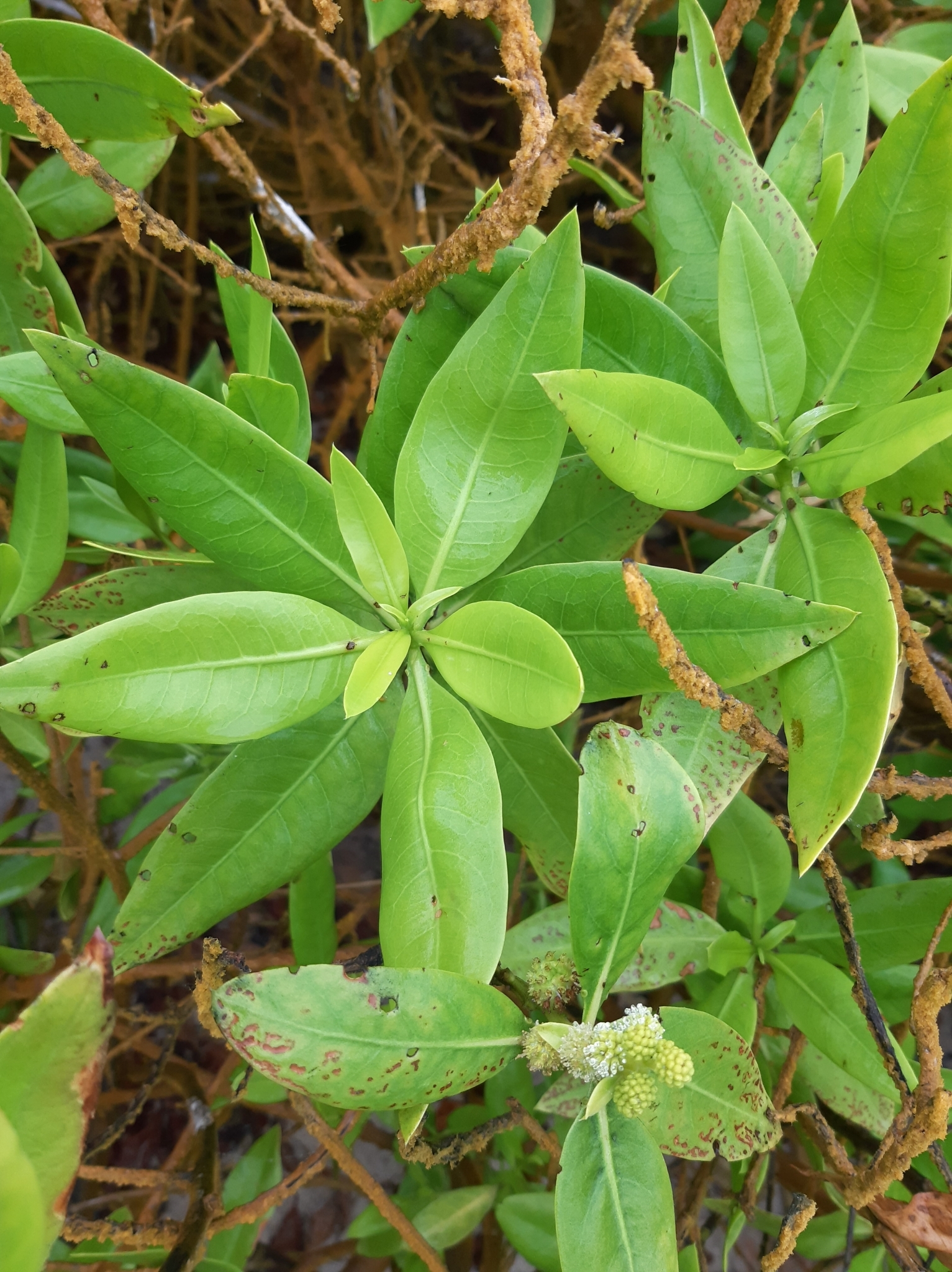 Conocarpus image