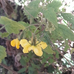 Caiophora aconquijae