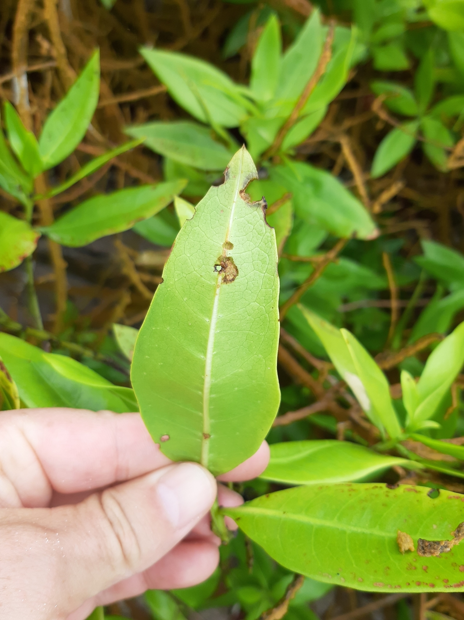 Conocarpus image