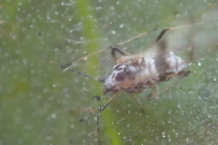 Eucarazzia elegans