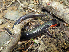 Plethodon jordani