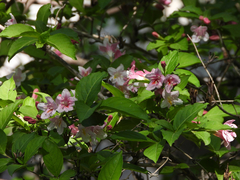 Weigela florida
