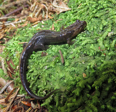 Desmognathus imitator