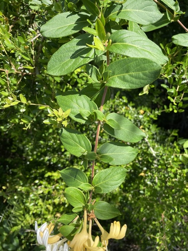 Lonicera japonica image