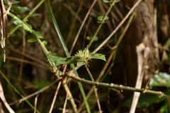 Jasminum multiflorum