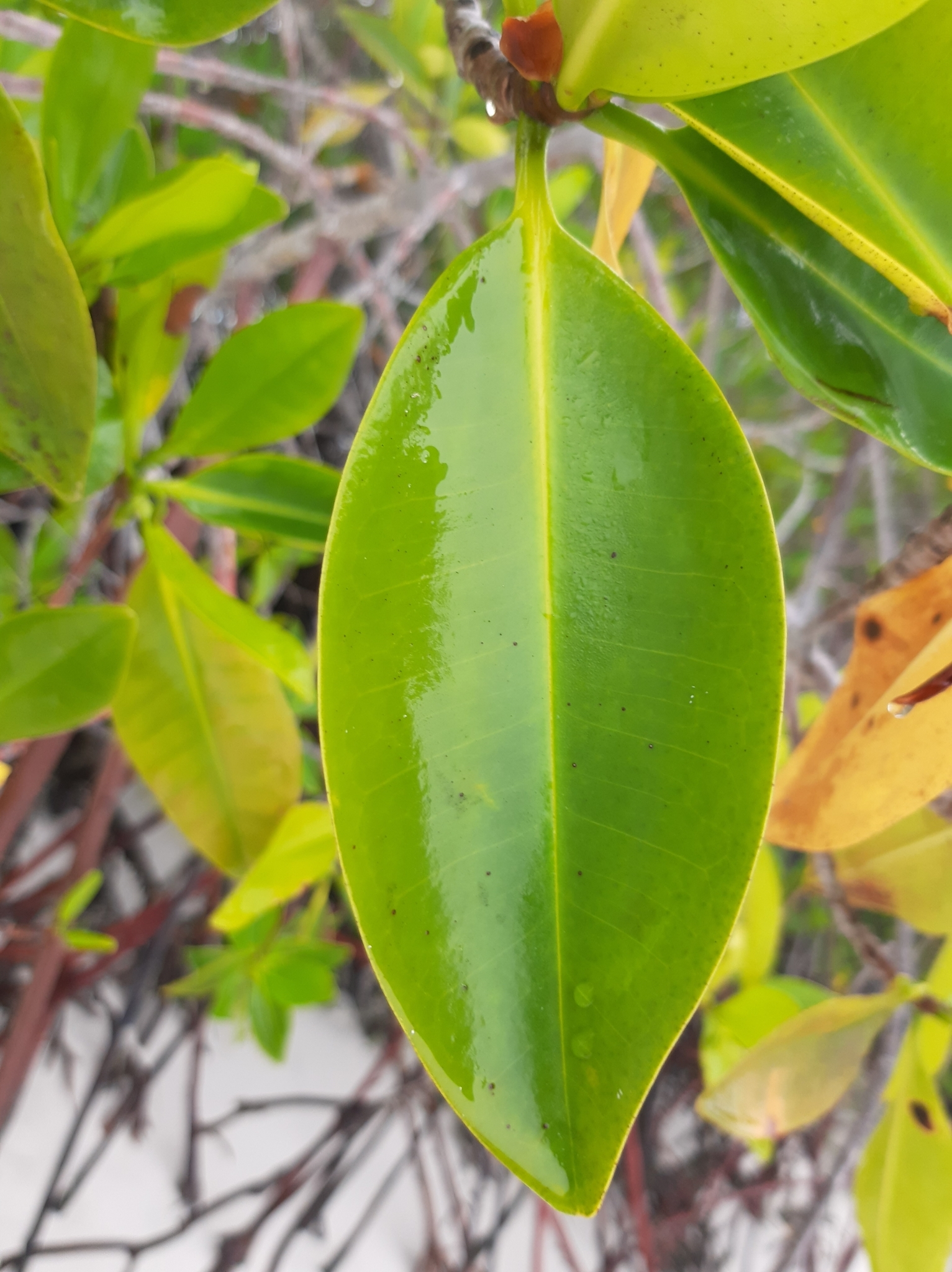 Rhizophoraceae image
