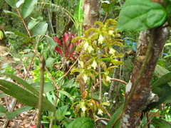 Prosthechea magnispatha
