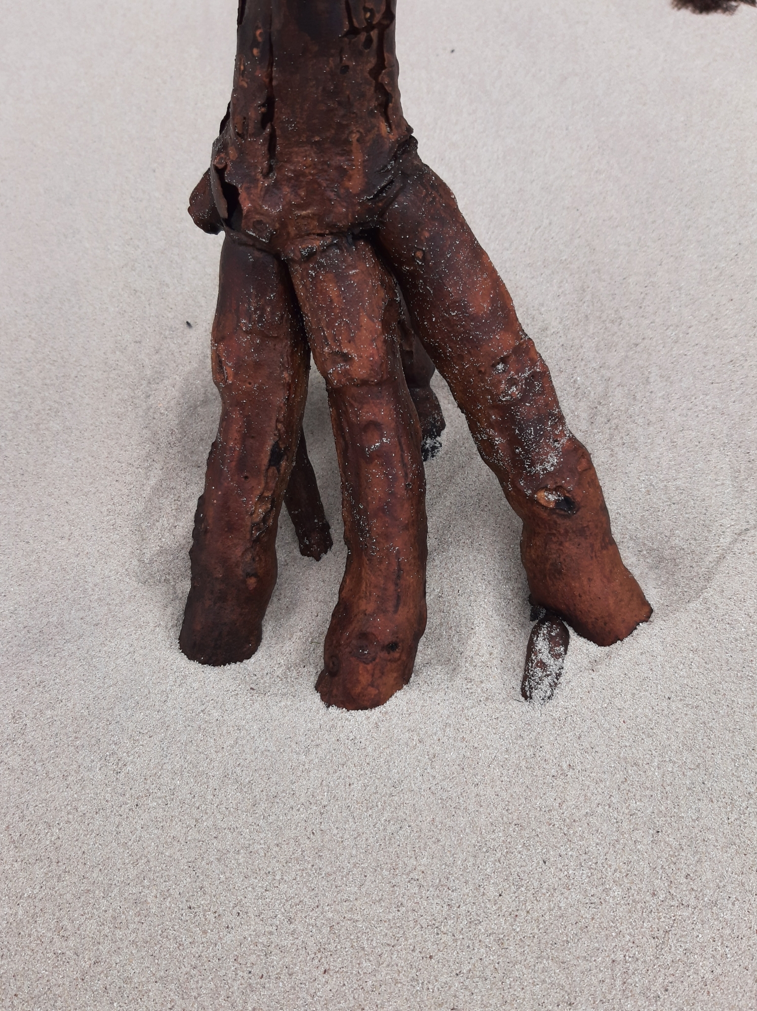Rhizophora mangle image