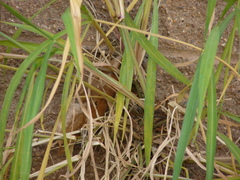 Poaceae