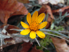 Chaetanthera chilensis
