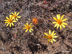 Chaetanthera chilensis