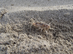 Bellorchestia quoyana