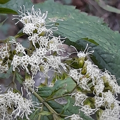 Ophryosporus macrodon