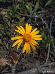 Chaetanthera elegans