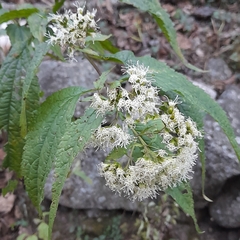 Ophryosporus macrodon